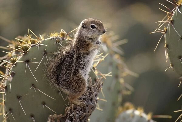 Harris Antelope Squirrel  /  Yuma Antelope Squirrel - Arizona, USA - Found in southwestern Arizona and northwestern Mexico - Lives in low arid desert with sparse vegetation