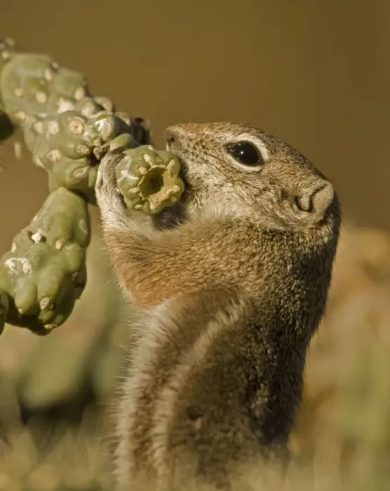 Framed Print : Harris Antelope Squirrel  /  Yuma Antelope Squirrel - Feeding on cactus. Arizona, USA - Found in southwestern Arizona and northwestern Mexico - Lives in low arid desert with sparse vegetation