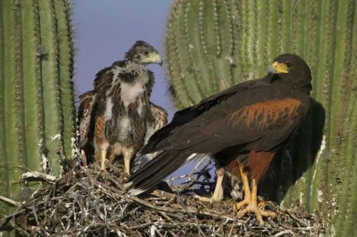Framed Print : Harris Hawk - Adult with young at nest, on saguaro cactus Arizona, USA Framed Print : Harris Hawk - Adult with young at nest, on saguaro cactus Arizona, USA