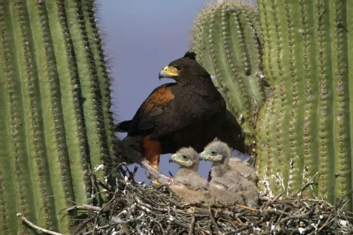 Framed Print : Harris Hawk - Adult with young at nest, on saguaro cactus showing rabbit prey Arizona, USA