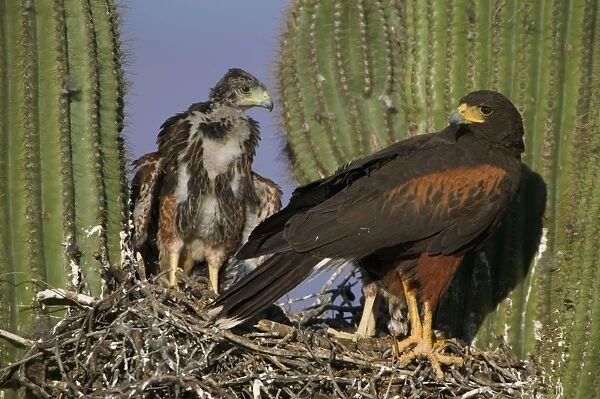 Harris Hawk - Adult with young at nest, on saguaro cactus Arizona, USA