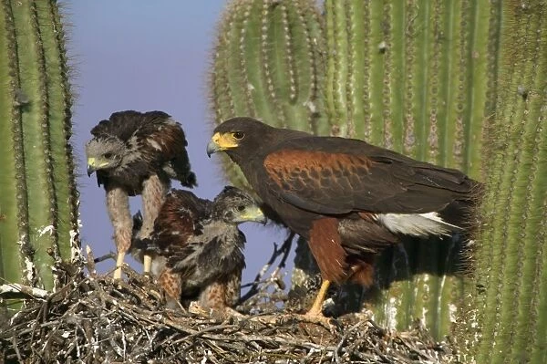 Harris Hawk - Adult with young at nest, on saguaro cactus showing rabbit prey Arizona, USA