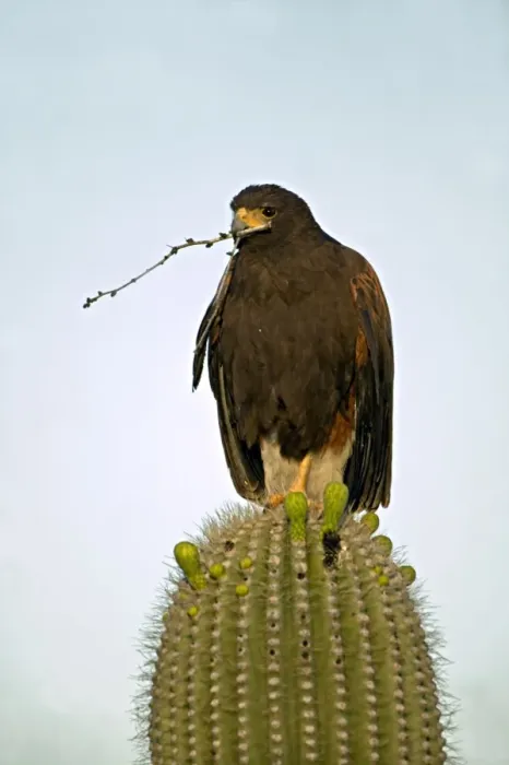 Framed Print : Harris Hawk - Arizona, USA - perched in saguaro cactus holding stick in beak -group hunters-raptor-desert dwellers Framed Print : Harris Hawk - Arizona, USA - perched in saguaro cactus holding stick in beak -group hunters-raptor-desert dwellers