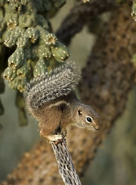 Harris  /  Yuma Antelope Squirrel - Found in southwestern Arizona and northwestern Mexico - Lives in low arid desert with sparse vegetation. Arizona, USA