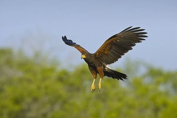 Harris's Hawk - in flight South Texas in March