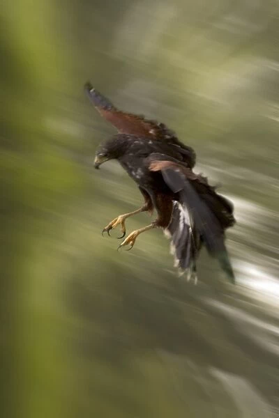 Harris's Hawk - In flight, swoops fast to catch its prey Found in desert regions of America
