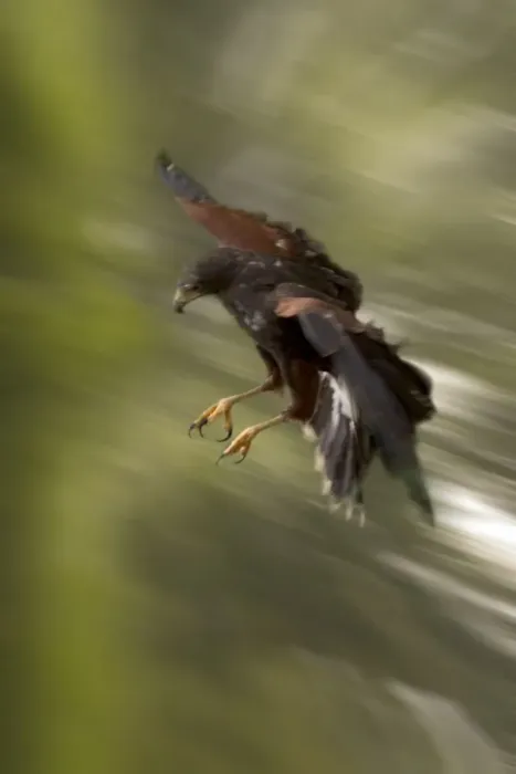 Framed Print : Harris's Hawk - In flight, swoops fast to catch its prey Found in desert regions of America Framed Print : Harris's Hawk - In flight, swoops fast to catch its prey Found in desert regions of America