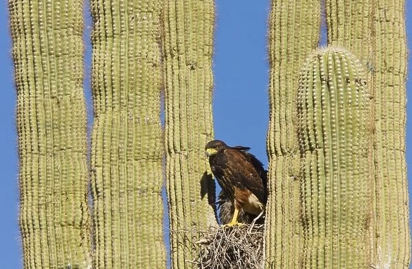 Harris's Hawk - at the nest in a Saguaro cactus (Carnegiea gigantea) Sonoran desert, Arizona