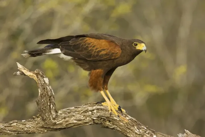 Framed Print : Harris's Hawk South Texas in March Framed Print : Harris's Hawk South Texas in March