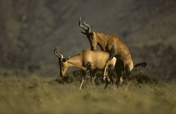 Hartebeest  /  Kongoni - Pair mating - South Africa