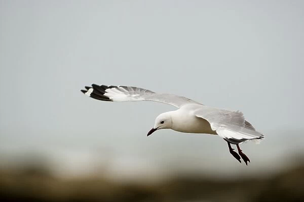 Hartlaubs Gull - in flight - Atlantic Coast - Namibia - Africa