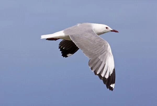 Hartlaub's Gull - in flight - Cape - South Africa