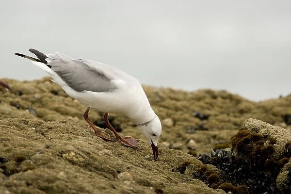 Hartlaubs Gull - foraging on a rock - Atlantic Coast - Namibia - Africa