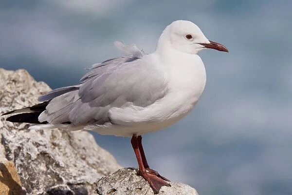 Hartlaub's Gull - perched on rock - Cape - South Africa
