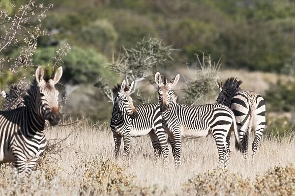 Hartmann's mountain zebra - Group in scrub - Northern Namibia