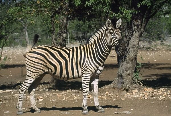 Hartmann's Mountain Zebra - Namibia Africa