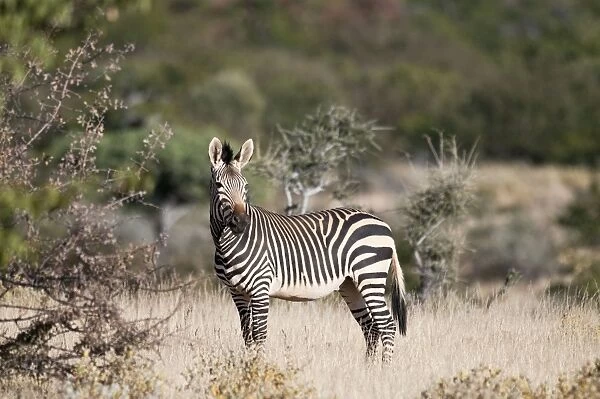Hartmann's mountain zebra - side view - Northern Namibia