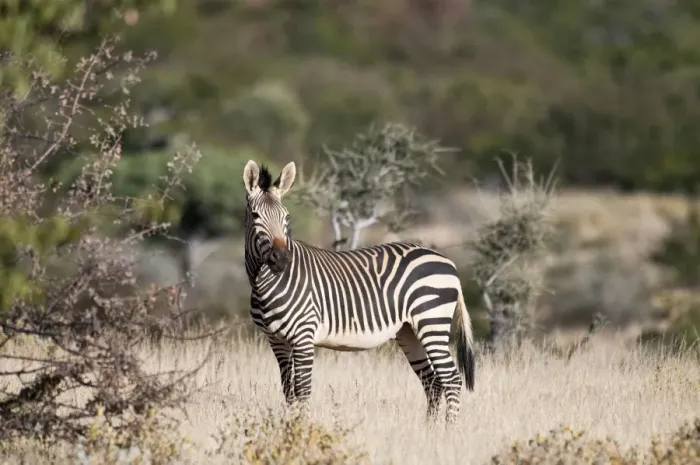 Framed Print : Hartmann's mountain zebra - side view - Northern Namibia Framed Print : Hartmann's mountain zebra - side view - Northern Namibia