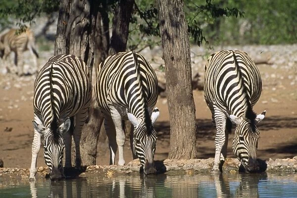 Hartmann's Mountain Zebras - drinking - Namibia - Africa