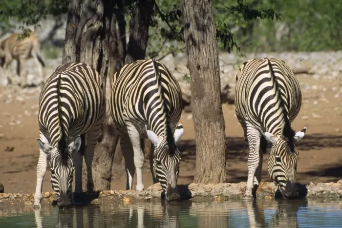 Framed Print : Hartmann's Mountain Zebras - drinking - Namibia - Africa Framed Print : Hartmann's Mountain Zebras - drinking - Namibia - Africa