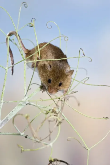 Framed Print : Harvest mice - on peas Bedfordshire UK 005906