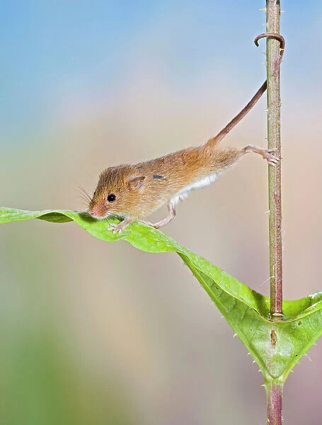 Harvest mice - on teasel using tail to cimb Bedfordshire UK