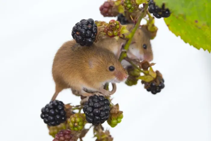 Framed Print : Harvest Mice - UK - Captive - Blackberries Framed Print : Harvest Mice - UK - Captive - Blackberries