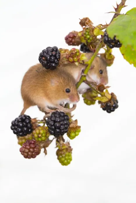Framed Print : Harvest Mice - UK - Captive - Blackberries Framed Print : Harvest Mice - UK - Captive - Blackberries