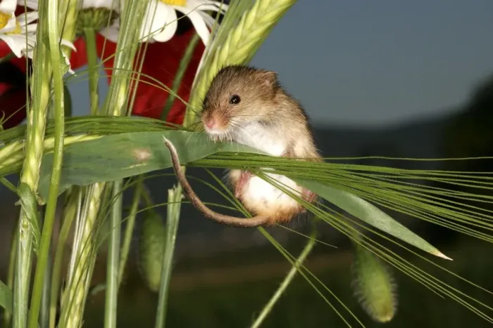 Framed Print : Harvest Mouse Framed Print : Harvest Mouse