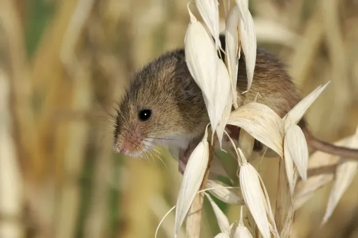 Framed Print : Harvest Mouse Framed Print : Harvest Mouse