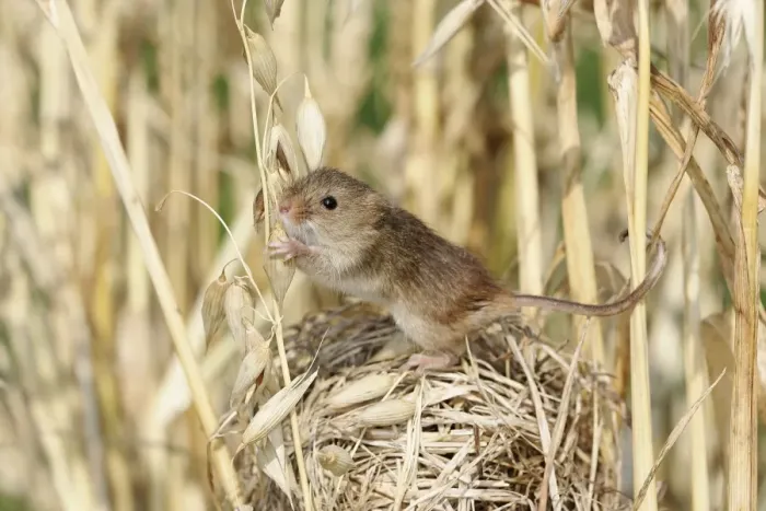 Framed Print : Harvest Mouse Framed Print : Harvest Mouse
