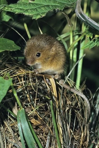 Harvest Mouse - baby animal at nest entrance Hessen, Germany
