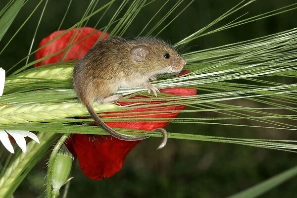 Harvest Mouse - balancing on plants. Alsace France