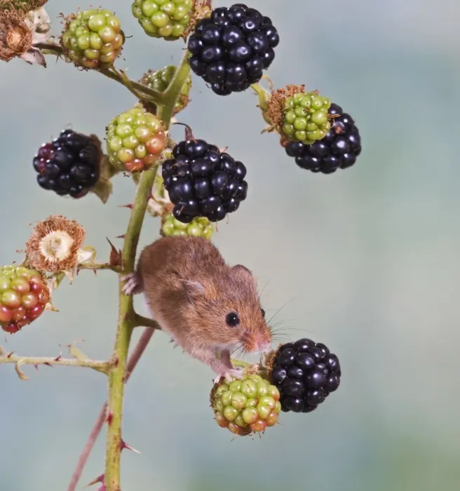 Framed Print : Harvest mouse - on blackberries Bedfordshire UK Framed Print : Harvest mouse - on blackberries Bedfordshire UK