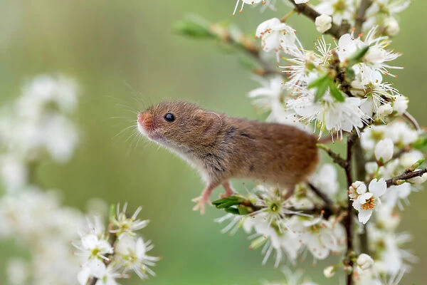Harvest Mouse - on Blackthorn Blossom flowers in spring