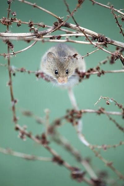 Harvest Mouse - climbing between stalks of Dock plant, Lower Saxony, Germany