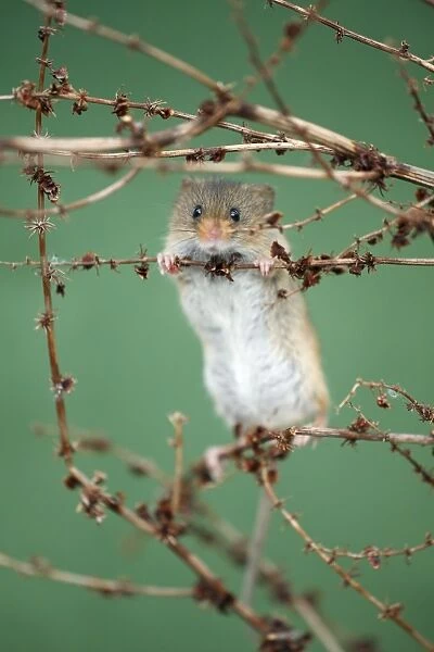 Harvest Mouse - climbing between stalks of Dock plant, Lower Saxony, Germany