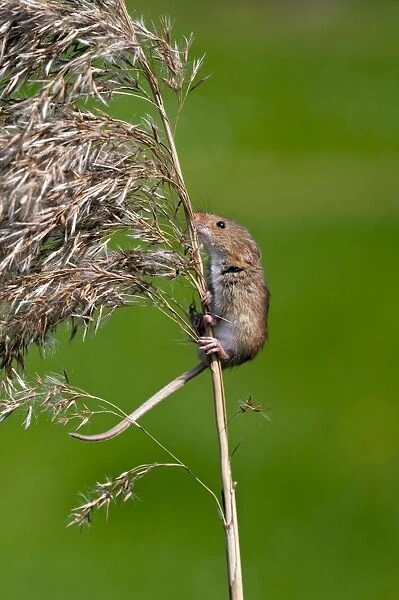 Harvest mouse - climbing up stem of common reed - taken under controled conditions -Lincolnshire - UK