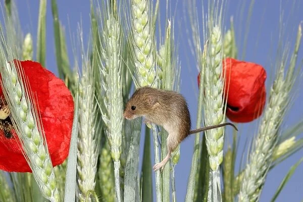 Harvest Mouse - climbing wheat ears and poppies. Alsace France