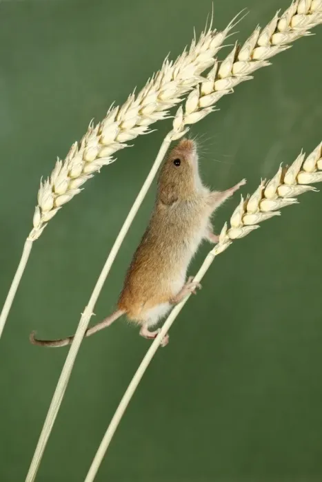 Framed Print : Harvest Mouse - climbing between wheat stalks using prehensile tail to balance, Lower Saxony, Germany Framed Print : Harvest Mouse - climbing between wheat stalks using prehensile tail to balance, Lower Saxony, Germany