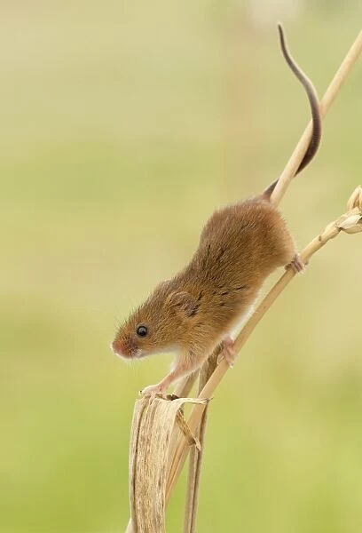 Harvest Mouse - climbing down wheat stem looking for food- July - Staffordshire - England