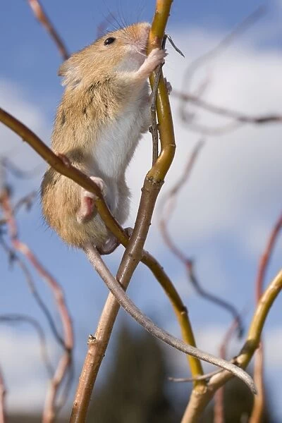 Harvest Mouse - climbing willow stem