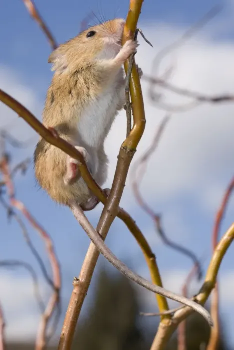 Framed Print : Harvest Mouse - climbing willow stem Framed Print : Harvest Mouse - climbing willow stem