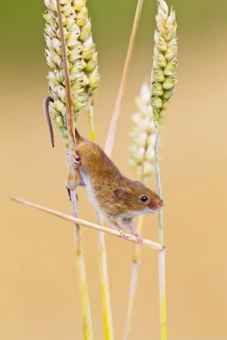 Framed Print : Harvest Mouse - close up in wheat - Bedfordshire UK 14398