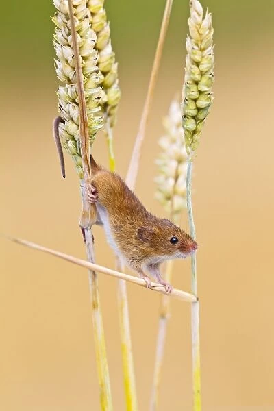 Harvest Mouse - close up in wheat - Bedfordshire UK 14398