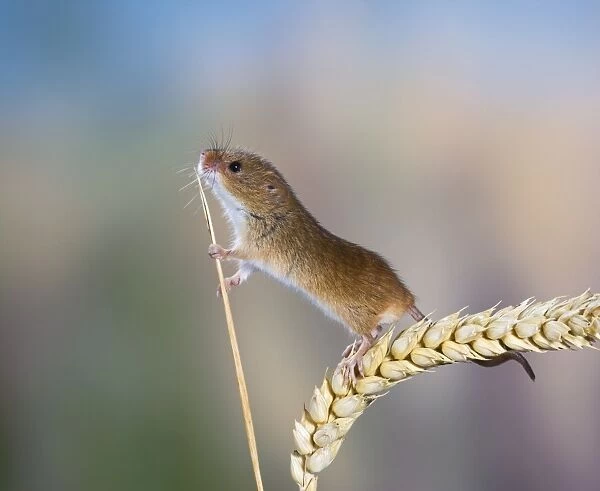 Harvest mouse - on corn head Bedfordshire UK