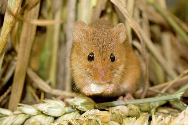 Harvest Mouse eating wheat seed. UK