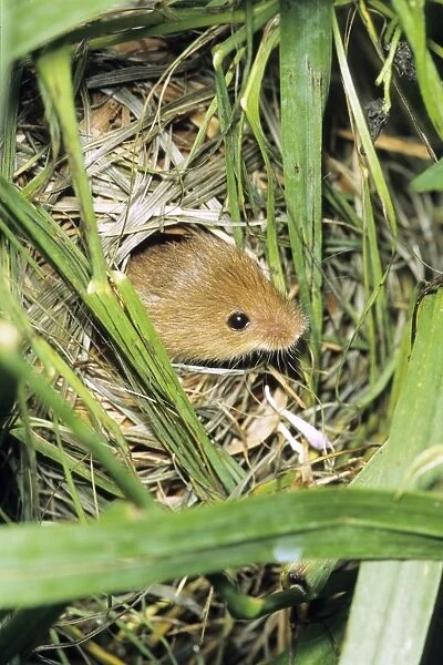 Harvest Mouse - at entrance hole of nest, built between grass stalks, Lower Saxony, Germany