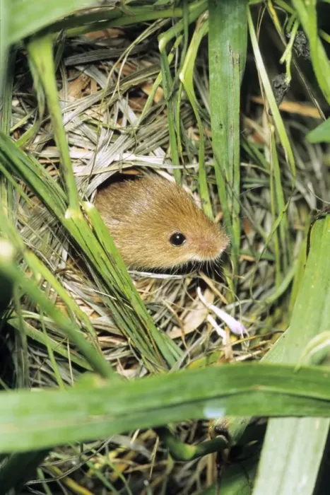 Framed Print : Harvest Mouse - at entrance hole of nest, built between grass stalks, Lower Saxony, Germany Framed Print : Harvest Mouse - at entrance hole of nest, built between grass stalks, Lower Saxony, Germany
