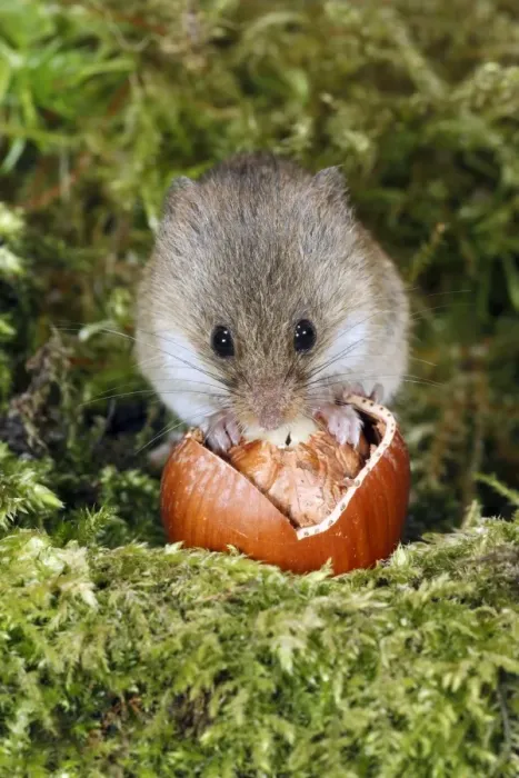 Framed Print : Harvest Mouse - feeding on hazel nut, Lower Saxony, Germany